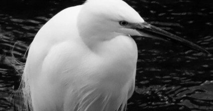 白い鳥｜やぐるま