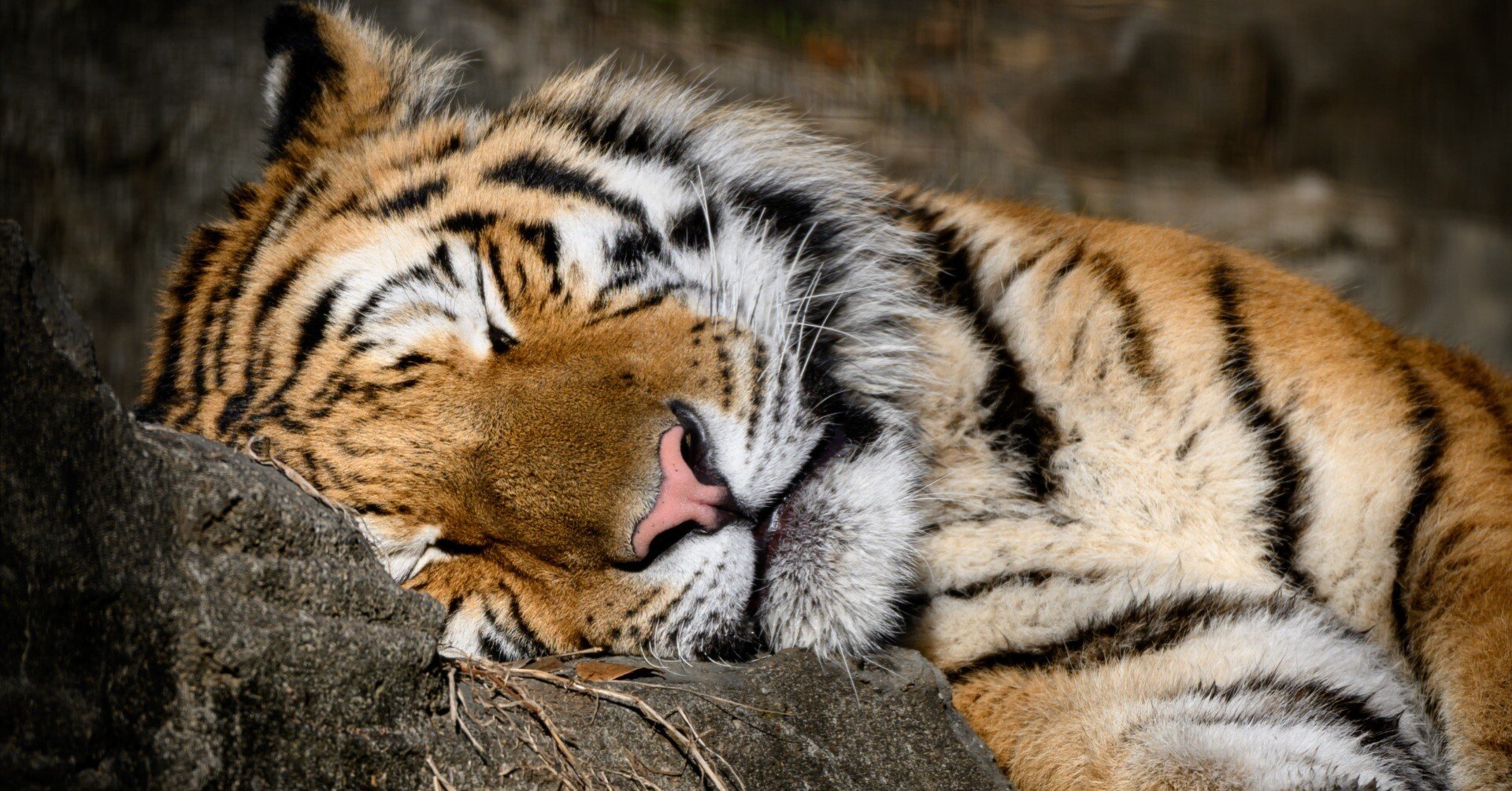 11 多摩動物公園に行ってみた｜NIKKOR Z 180-600mm f/5.6-6.3 VR