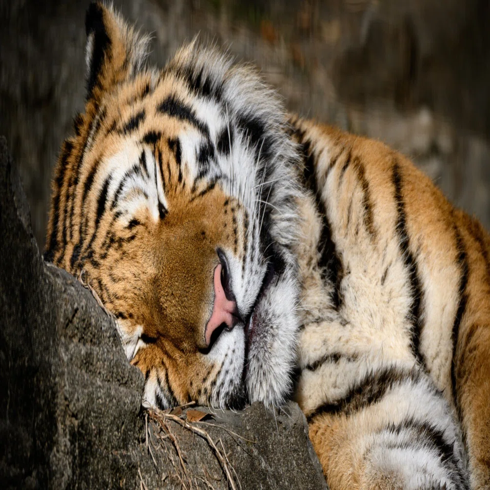 11 多摩動物公園に行ってみた｜NIKKOR Z 180-600mm f/5.6-6.3 VR｜ユウキ