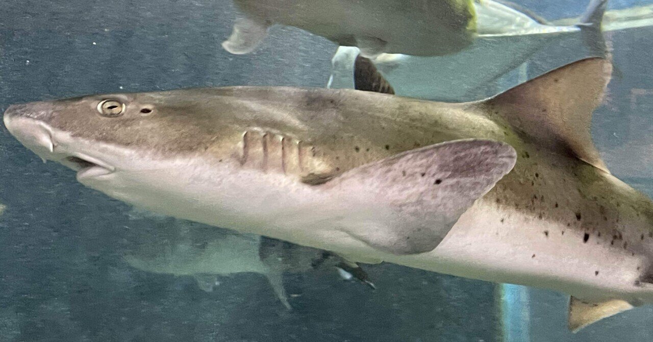 今日は『世界サメの日』🦈🌏｜桂浜水族館 公式