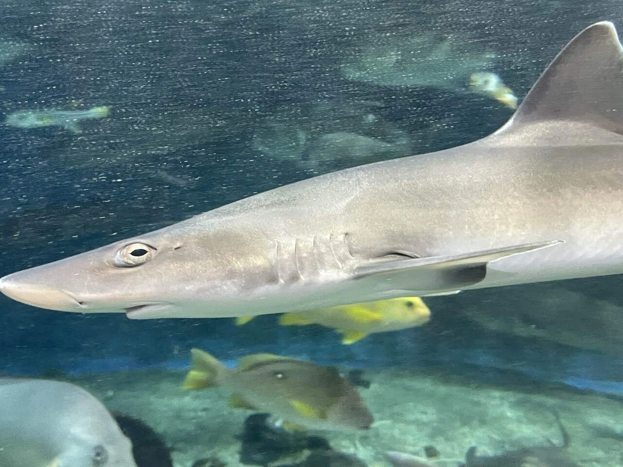 11月27日、世界サメの日🦈｜桂浜水族館 公式