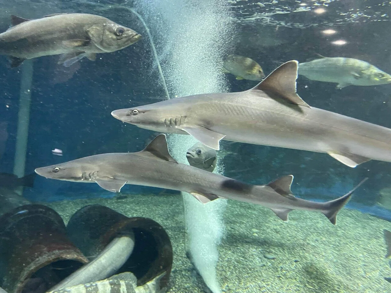 11月27日、世界サメの日🦈｜桂浜水族館 公式