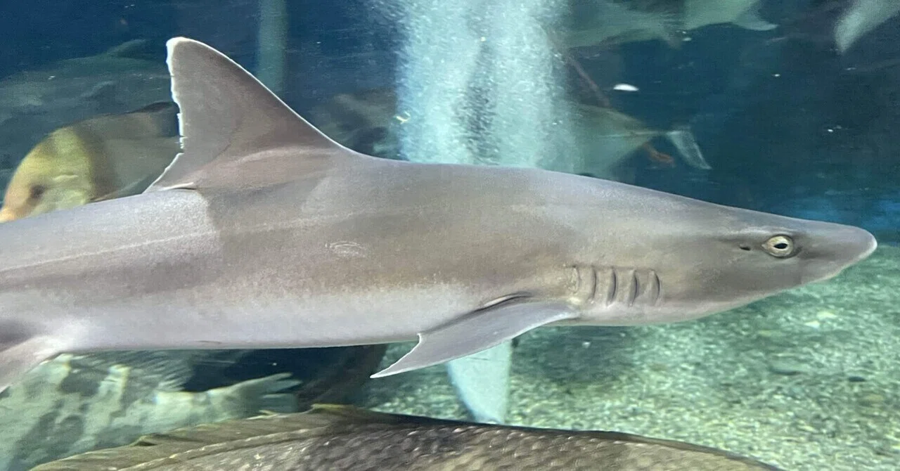 11月27日、世界サメの日🦈｜桂浜水族館 公式