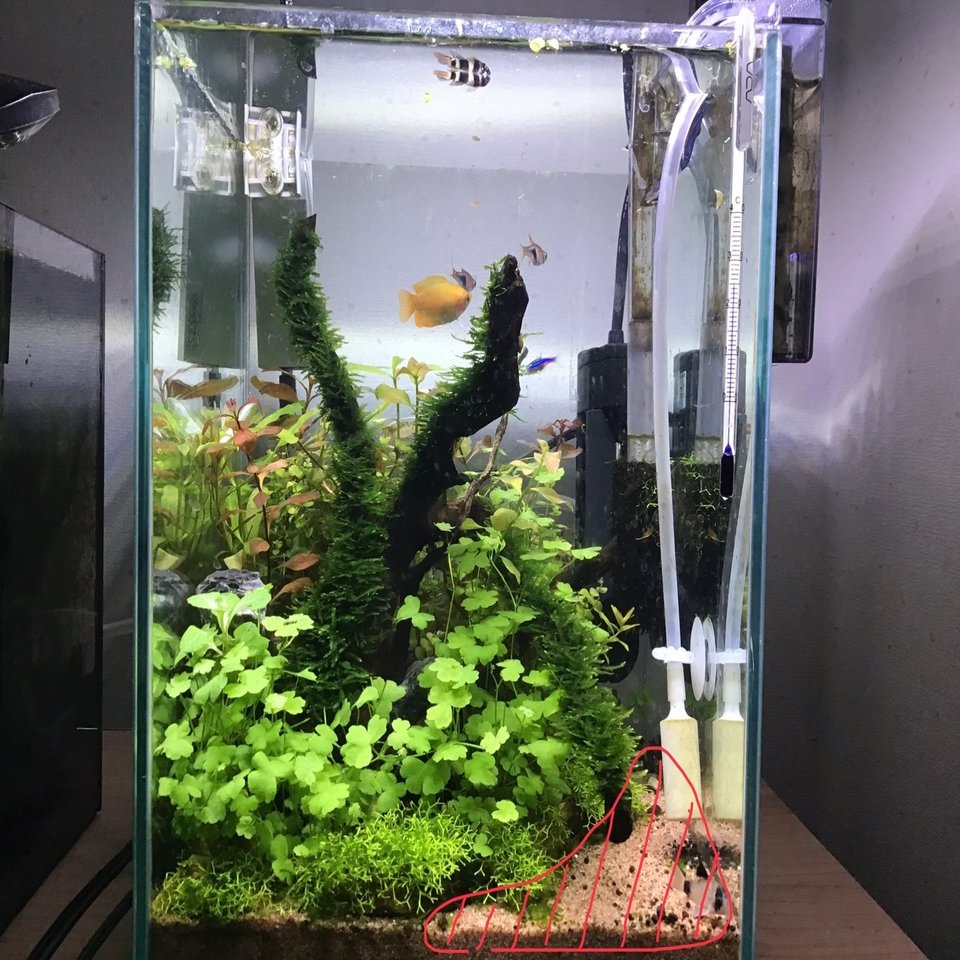詫び草レイアウト水槽立ち上げから1ヶ月経過途中経過、報告！｜kakoto