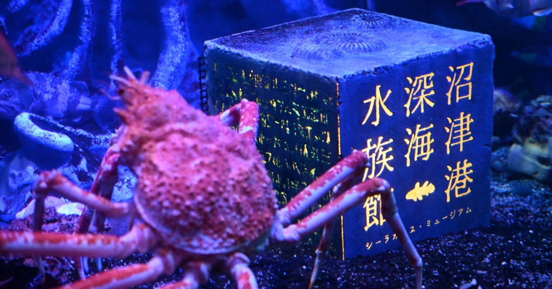 20251123_沼津港深海水族館【Nikon Z50IIと水族館】|山ネズミ 20251123_沼津港深海水族館【Nikon Z50IIと水族館】|山ネズミ