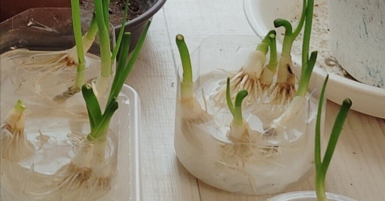 水耕栽培（ネギ）｜平川真央(ひらかわまお)