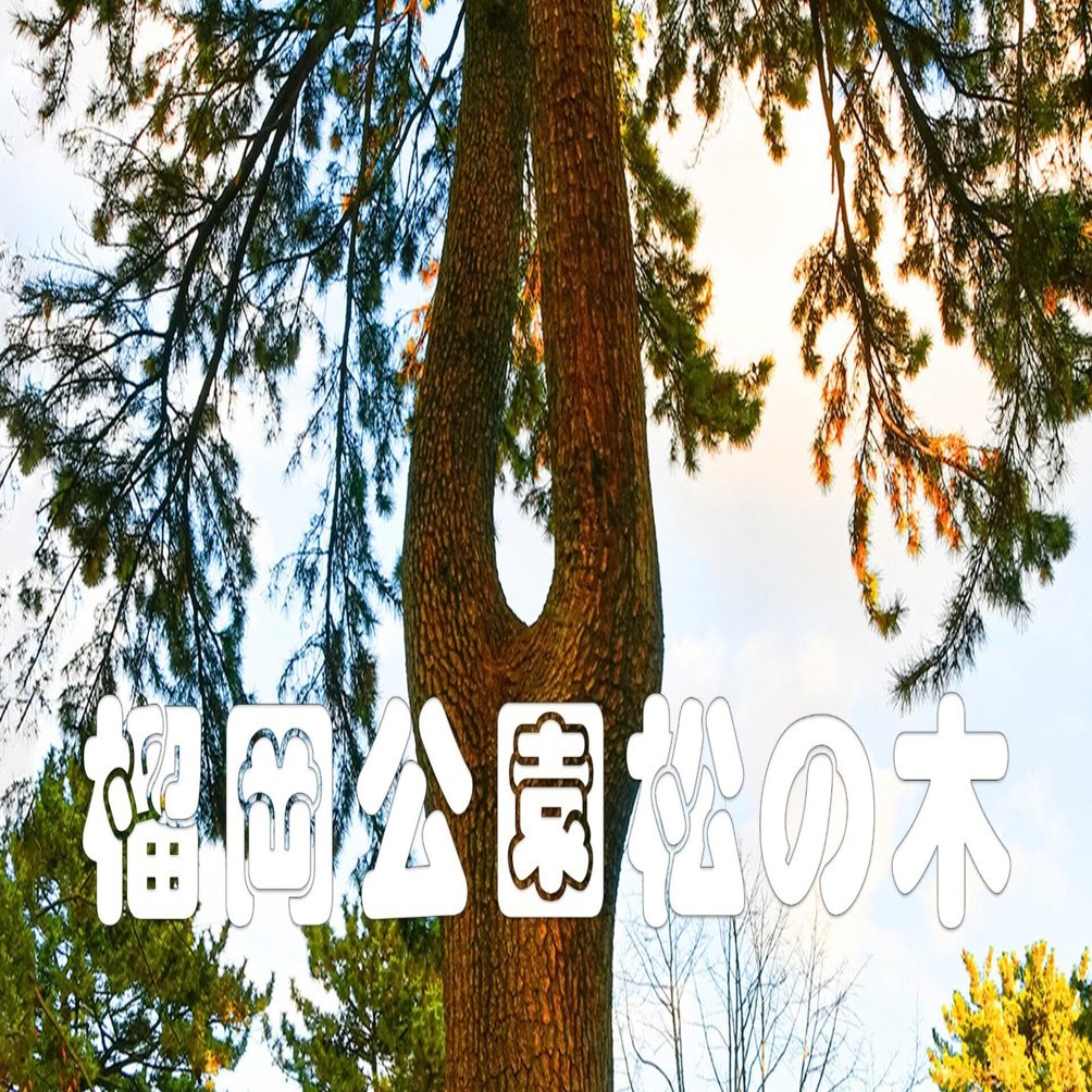 榴岡公園松の木（ユニークな木・縦パノラマ）｜taka