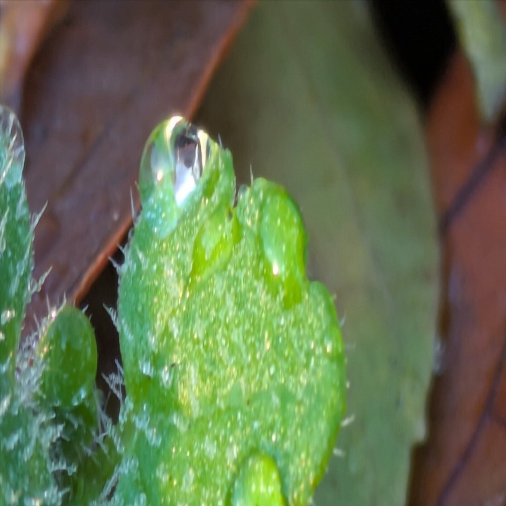 水滴 7-4734-01 輸液セット 1800mm 20滴タイプ 1箱（50本入） TIS2-526A