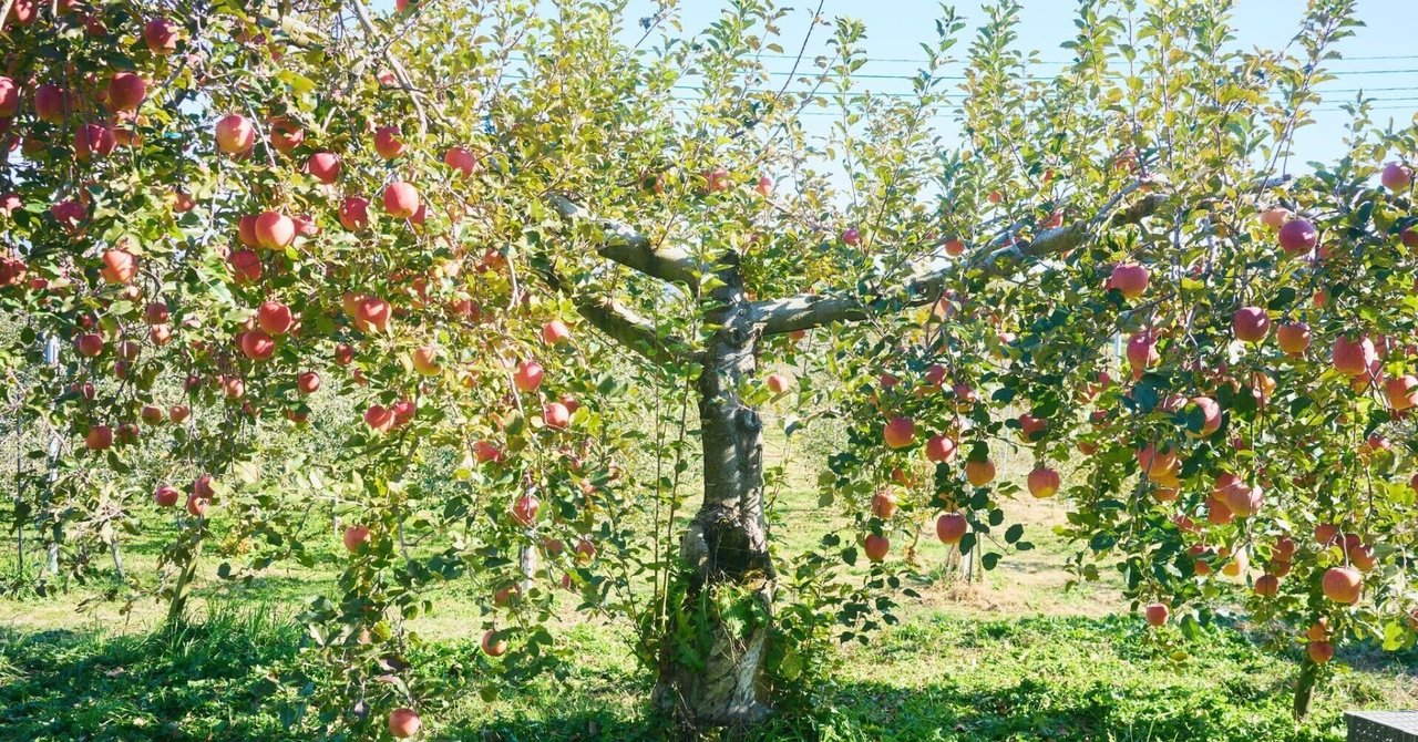りんごが消費者の手に渡るまで｜Masaki Sakamoto