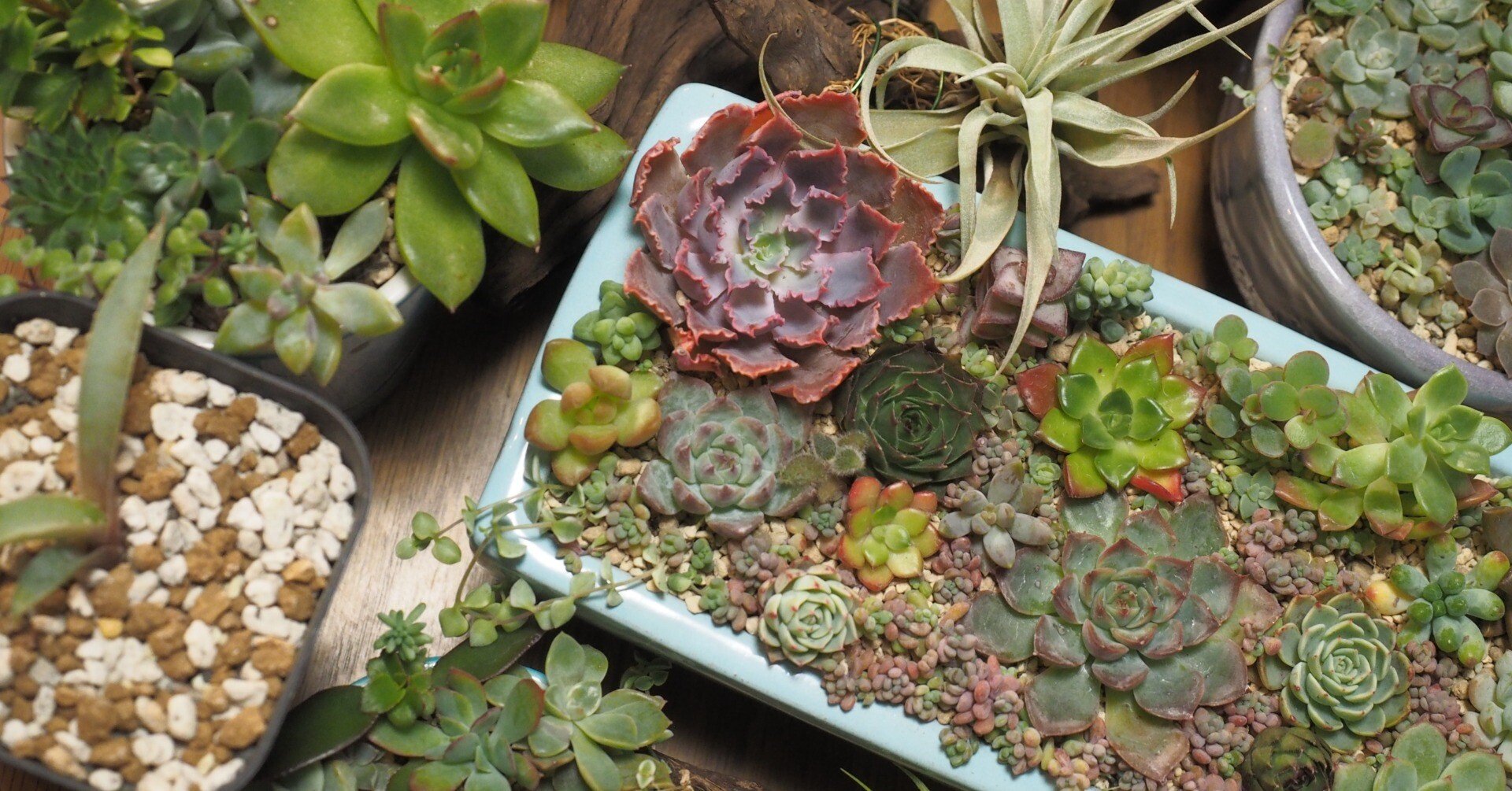 メキシコで買った植木鉢で、寄せ植えをしたよ｜陽気なホルヘ