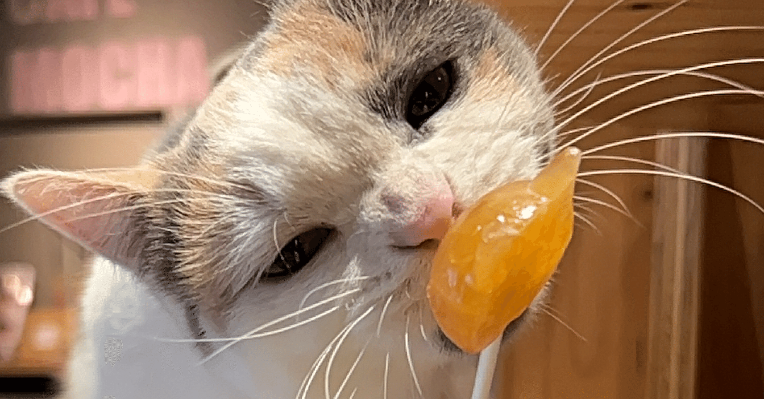 猫カフェmocha三宮店/初来店🚪｜まちゅ