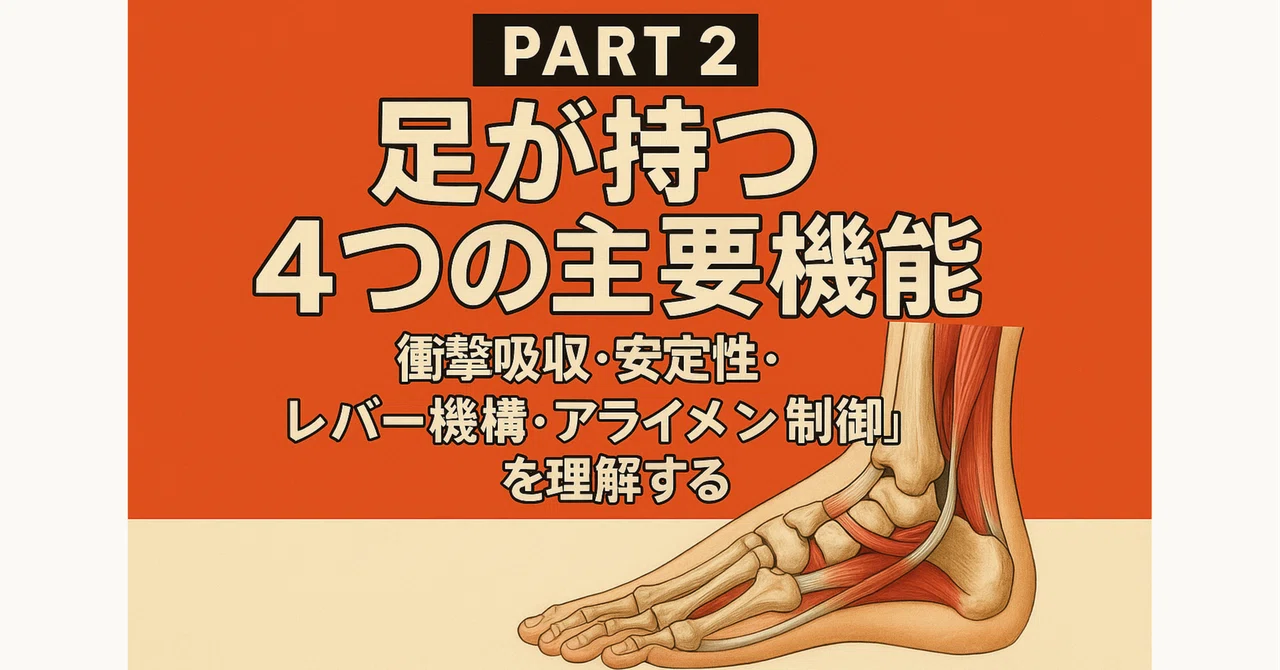 Part 2: Understanding the Four Main Functions of the Foot: Shock ...
