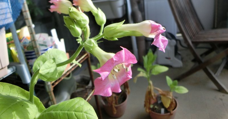 週末投稿 つれづれ有用植物 28 ナス科 タバコ属 タバコ Pingubanana Note