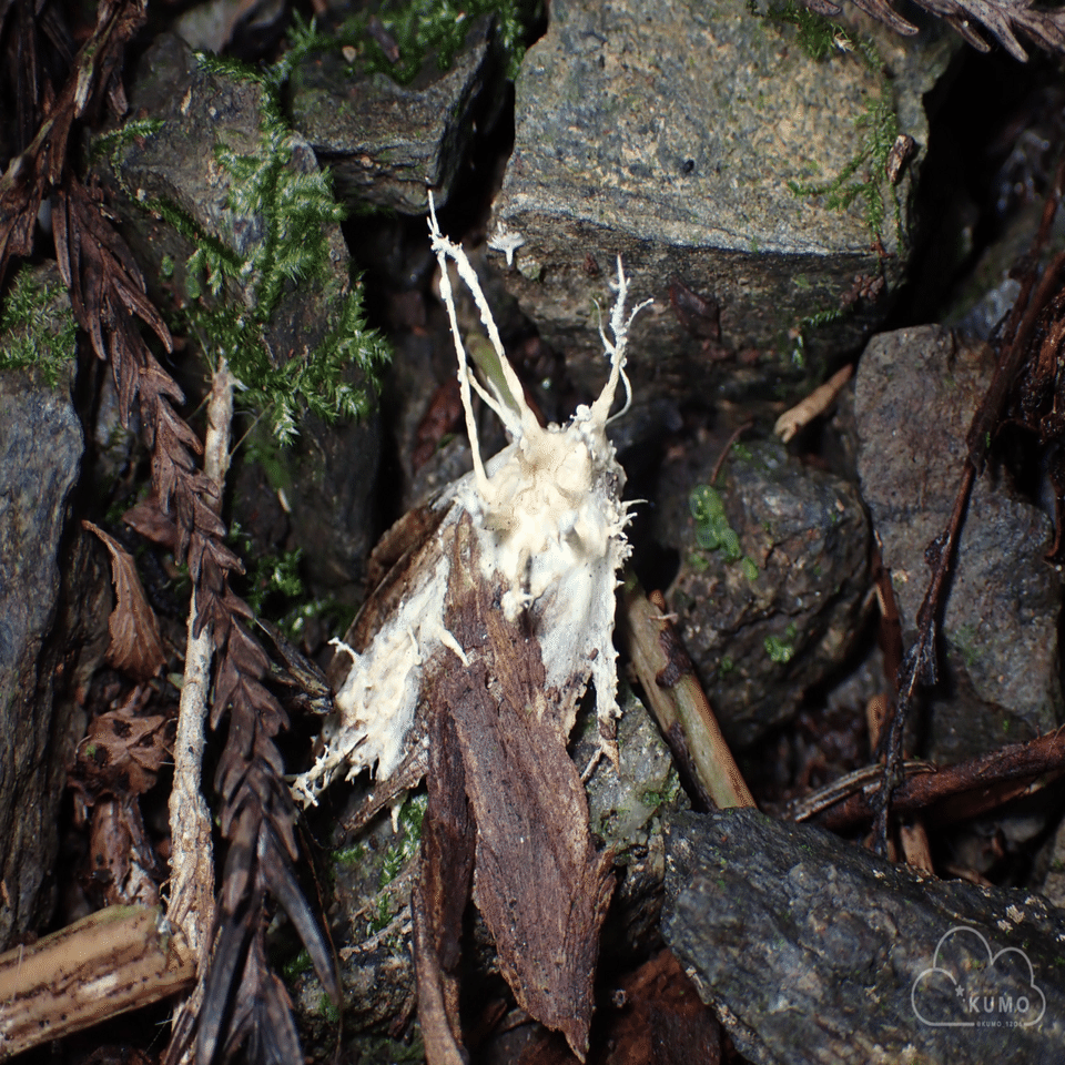 FUNGUS 完売間近！！ 10/23 冬虫夏草・菌類その他自然観察｜くもさん