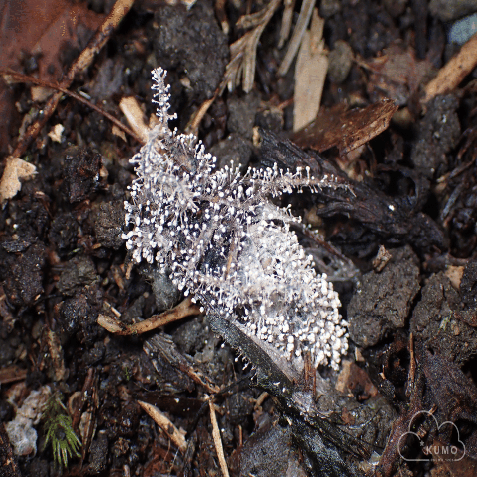 FUNGUS 完売間近！！ 10/23 冬虫夏草・菌類その他自然観察｜くもさん