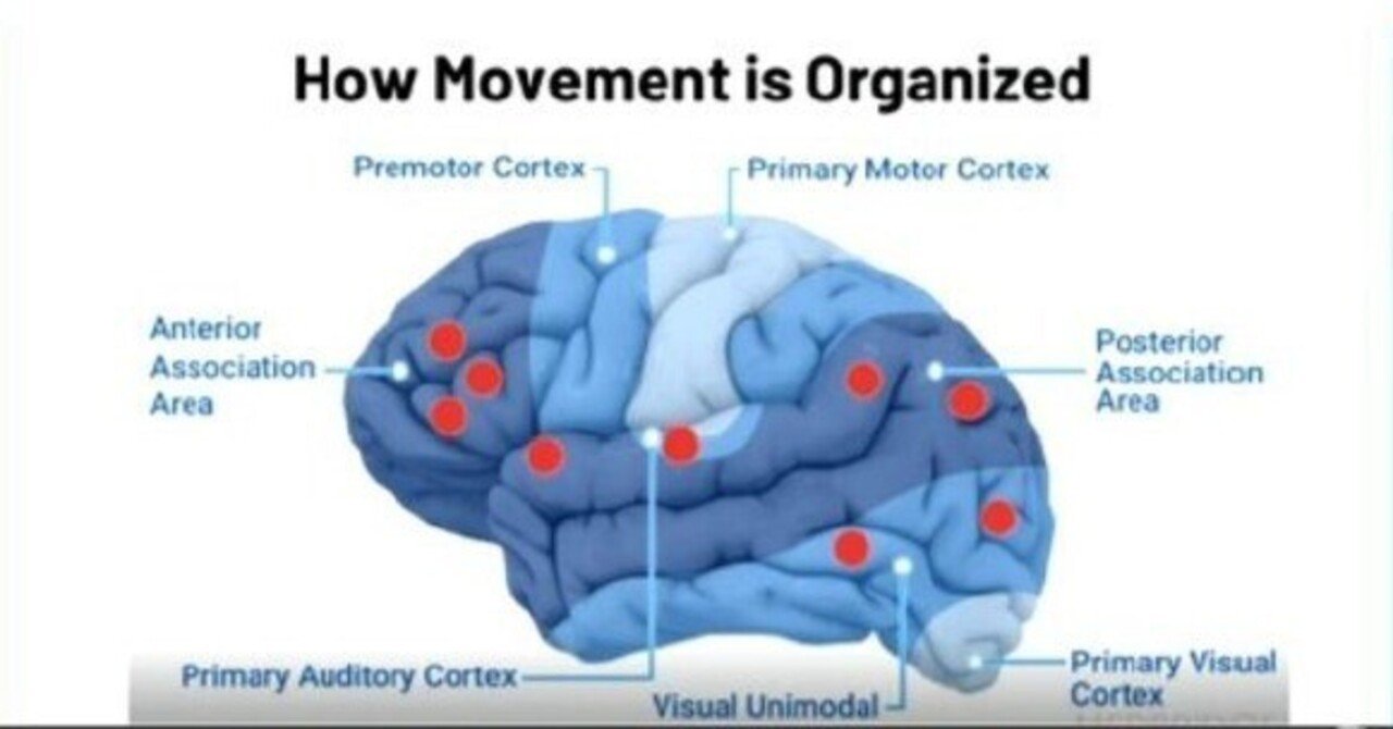 再受傷予防は時間との闘い：神経科学が導く次世代ACLリハビリ｜Brain