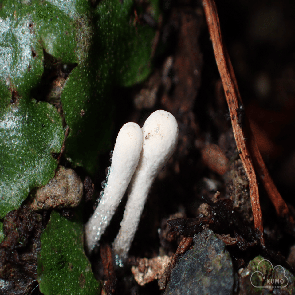 ケムンパス 冬虫夏草　 ハナサナギタ Ｂ,Ｃ,Ｆ ３点 ケムンパス様専用 冬虫夏草 ハナサナギタ B,C,F 3点 冬虫夏草 ハナ