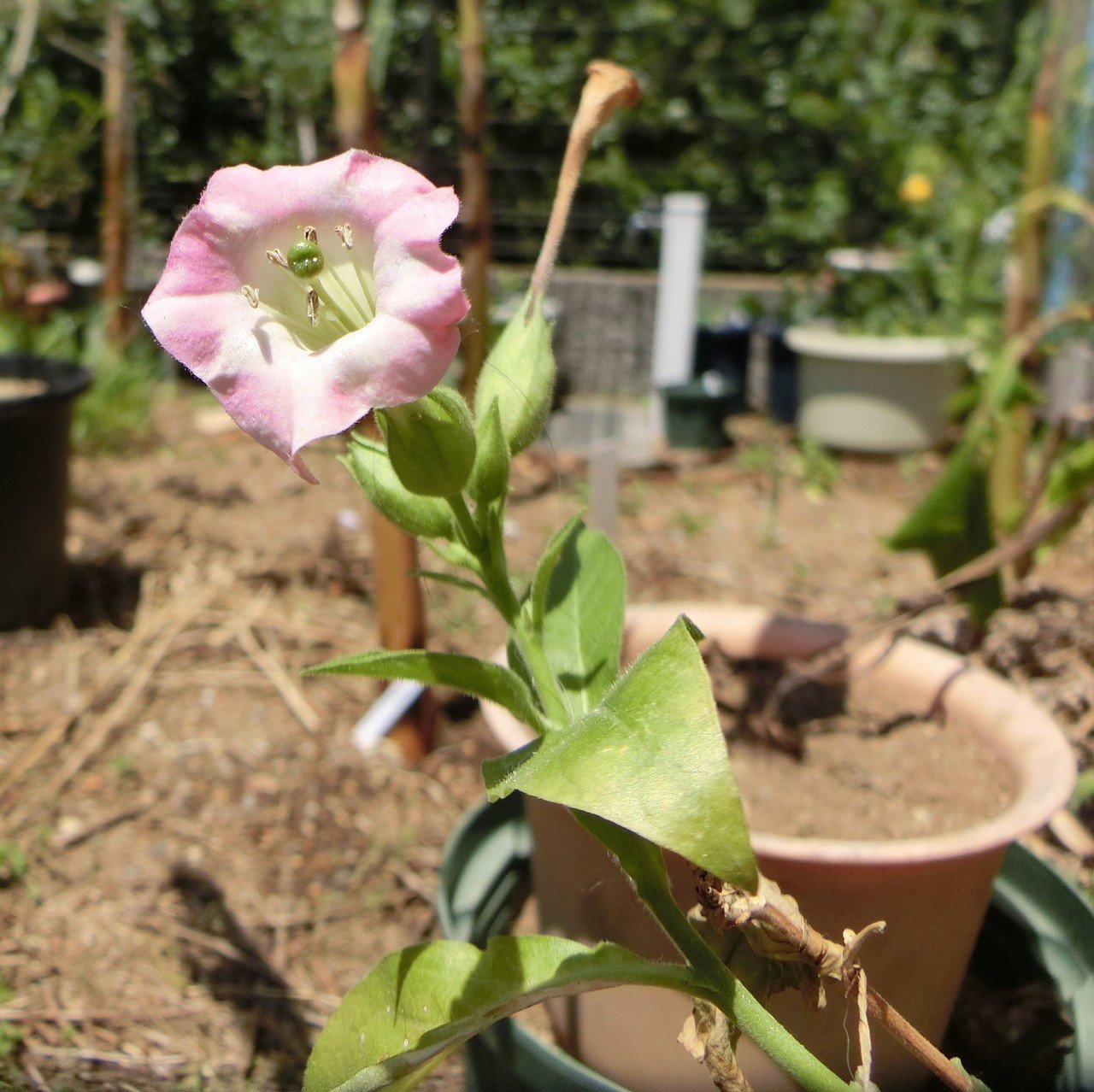 週末投稿 つれづれ有用植物 28 ナス科 タバコ属 タバコ Pingubanana Note 週末投稿 つれづれ有用植物 28 ナス科 タバコ属 タバコ Pingubanana Note