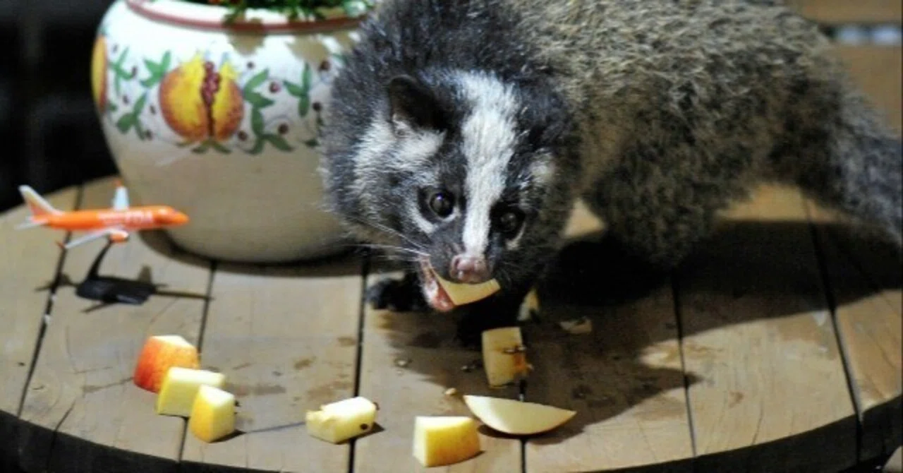 ハクビシン の 食べ物