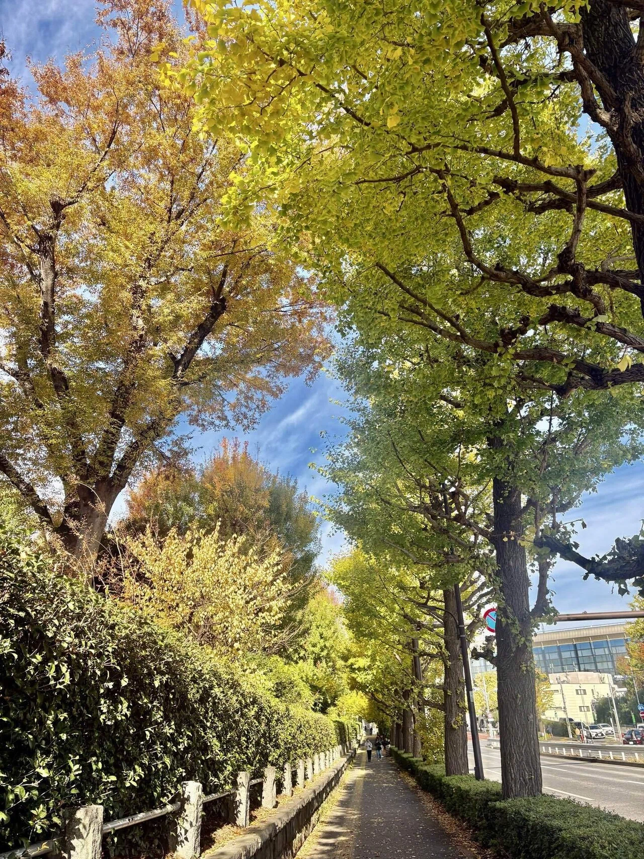 明治神宮外苑いちょう並木&乃木神社｜Yayoi Fujikura
