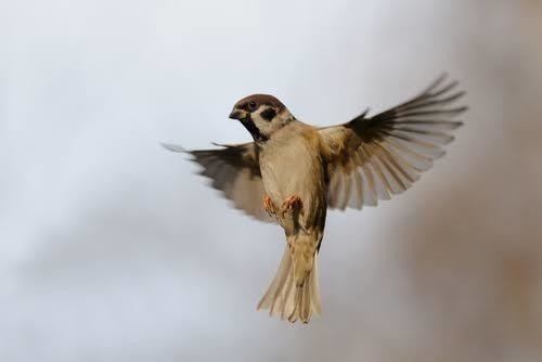 第941回 野鳥の飛行 翆野 大地 Note