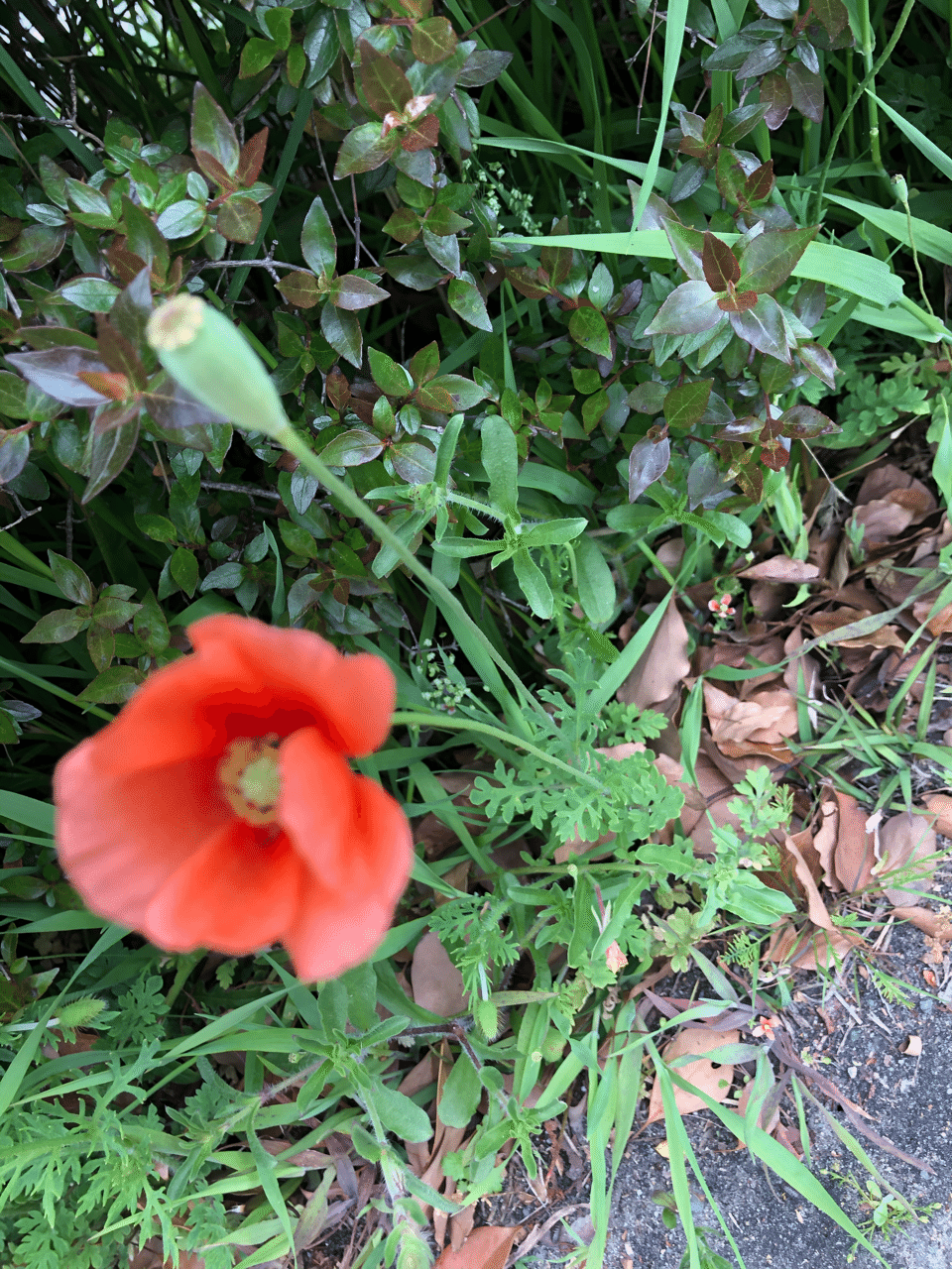花はただ咲く なぜか目がいく道端の花の色に癒される ごきげんをご一緒にっ クガ アサミ Note