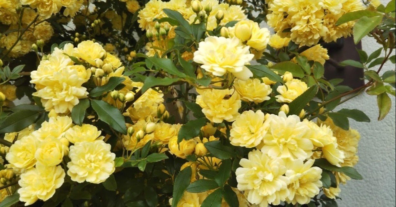 100以上 モッコウバラ 英語 モッコウバラ 英語で Evanperryjp