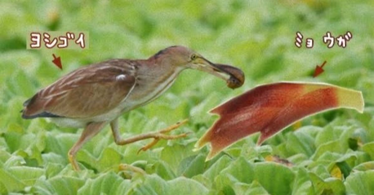 見つめるゴイサギ ミニチュア 見つめるゴイサギ ミニチュア 第942回 変な鳥？ヨシゴイ｜翆野 大地