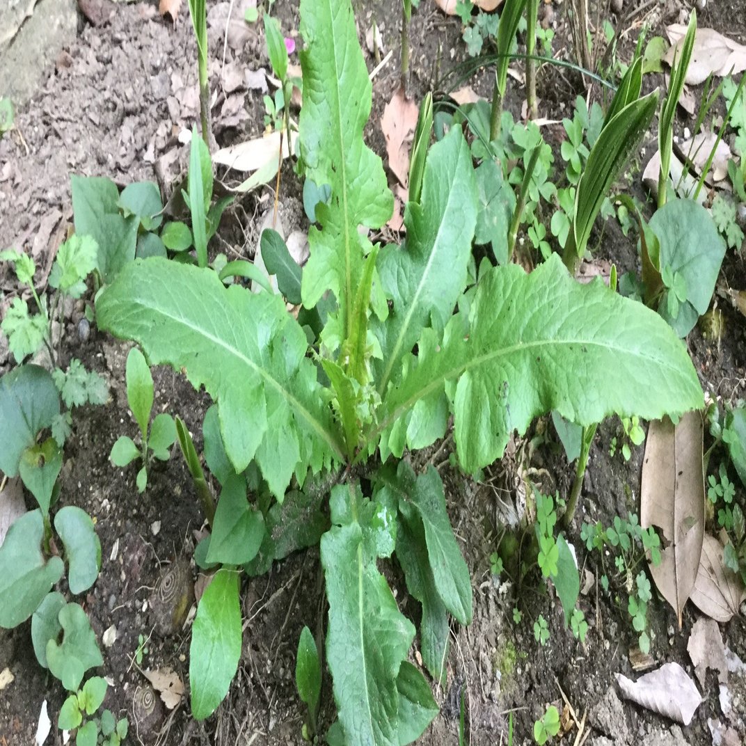 野草食日記 198 アキノノゲシらしき葉っぱが庭に突然生えてきた｜なな