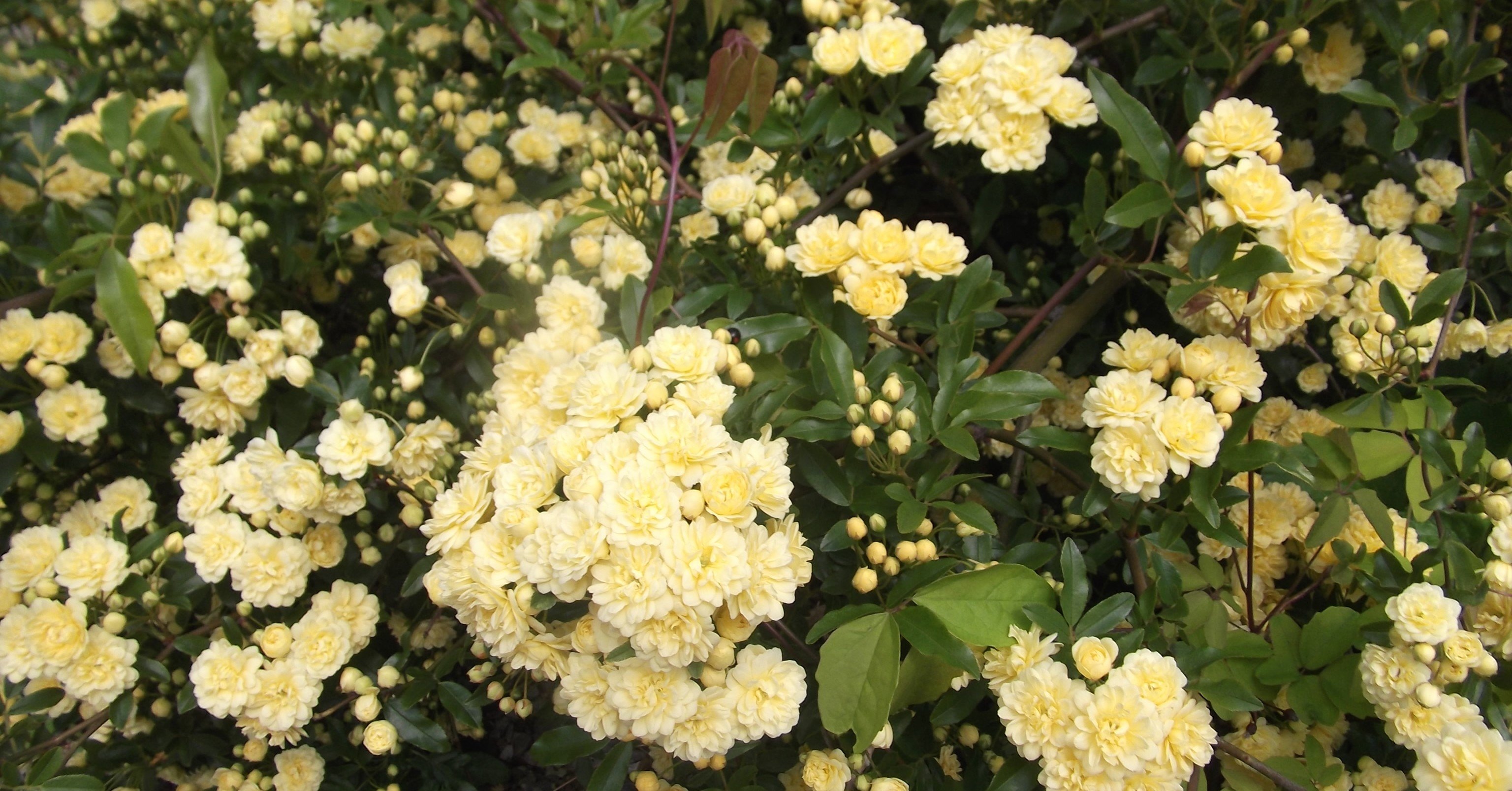 韓流ドラマ 完璧過ぎるハッピーエンド 長谷川美智子 Note