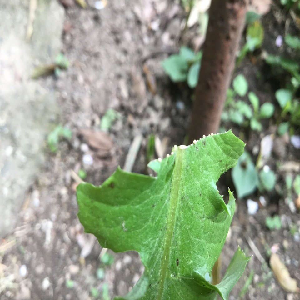 野草食日記 198 アキノノゲシらしき葉っぱが庭に突然生えてきた｜なな