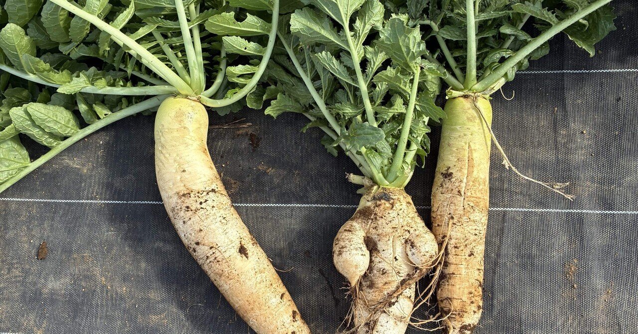 取れたて大根 個性的な大根たち〜もう一つの畑より｜mimoza 手作りキャンピングカー