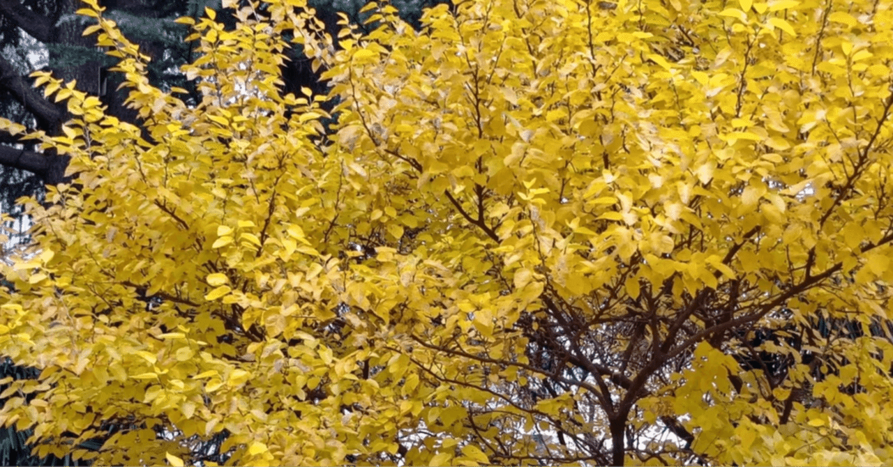 「FreeXP」レビュー|blue06_2022