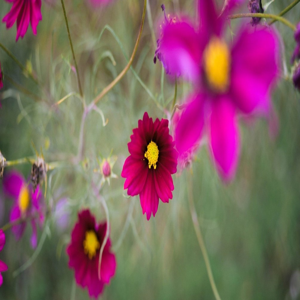 まだまだコスモス｜sgk