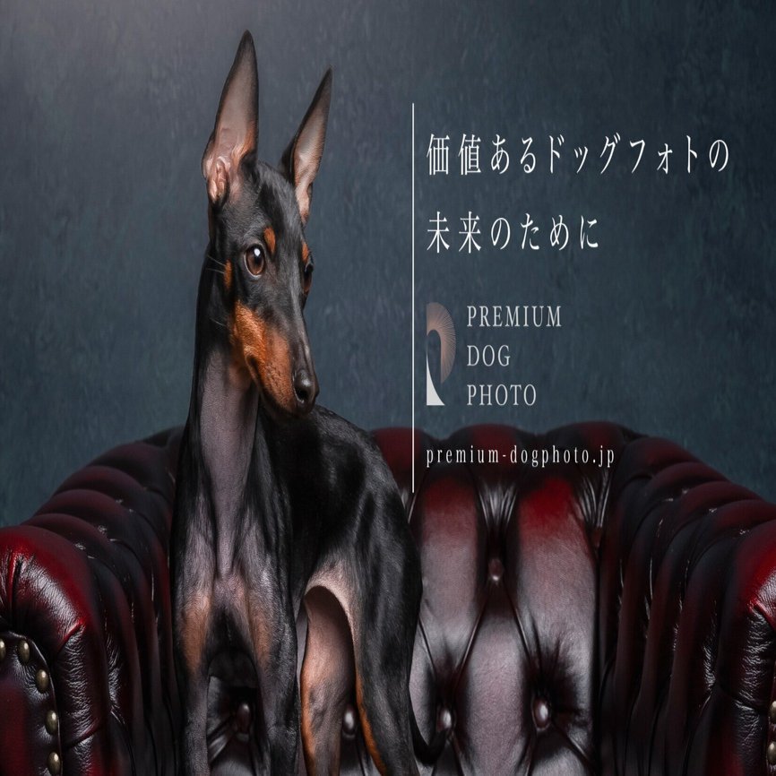 引き算の美学〜「一灯」が描き出す、愛犬の真実〜秩序ある光の流れと