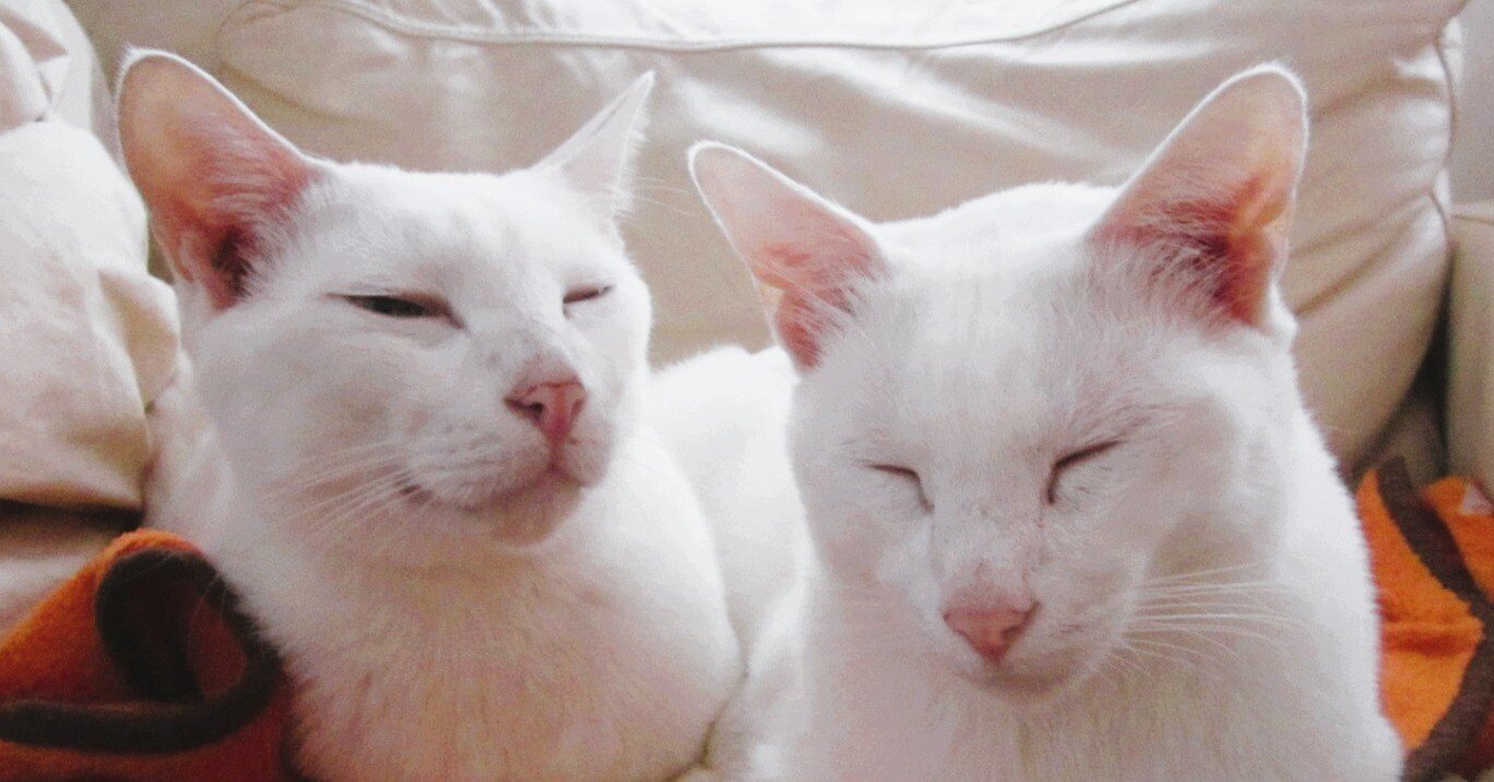 しろねこブラザーズ｜真帆しおん＊Shion MAHO