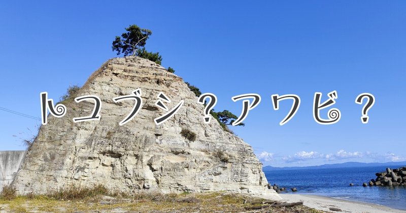 宮城で拾える漂流物や貝殻の見分け方等｜ゆうはるママ｜note