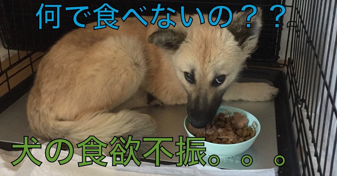 犬の食欲不振 ドッグライフサポーター 獅子パパ Note