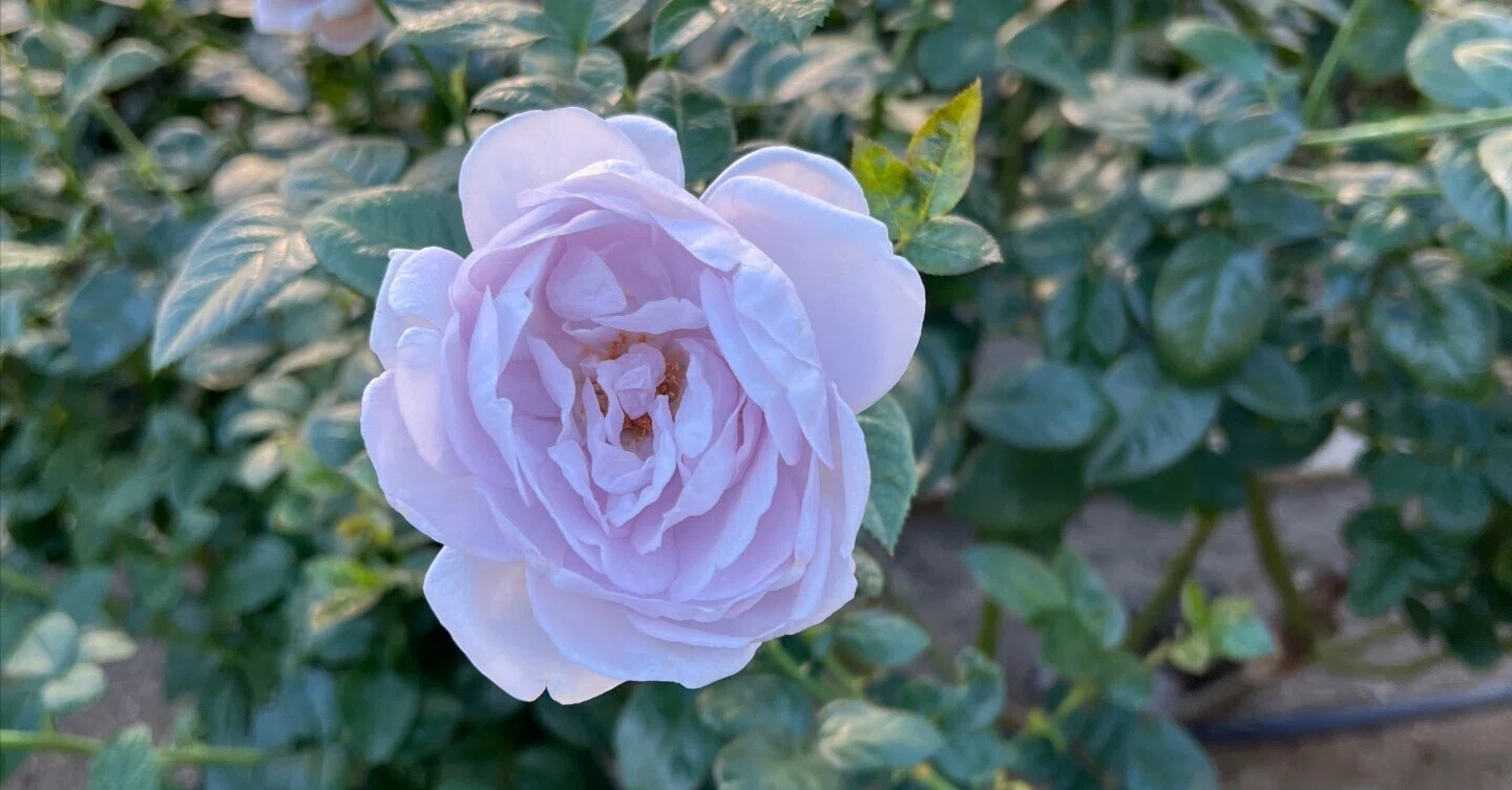 🇩🇪Blue Bajou 🌹 Nakanoshima Rose Garden｜ぱぽにゃん🌹薔薇を