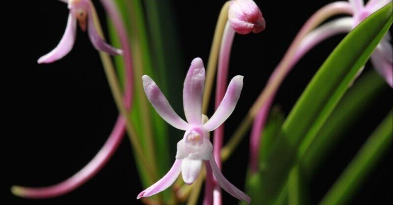 フウラン「山採り赤花(無名)」の花(過去の画像倉庫から)｜KJ Morison