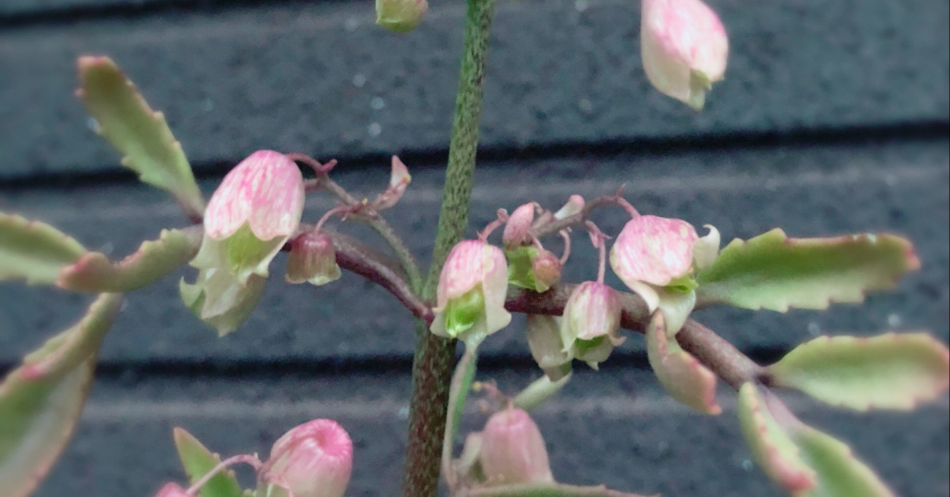 幻の花が咲きました ありす Note 幻の花が咲きました ありす Note