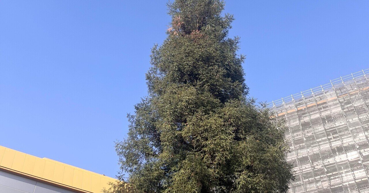 モミの木？｜H I_