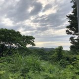 青野