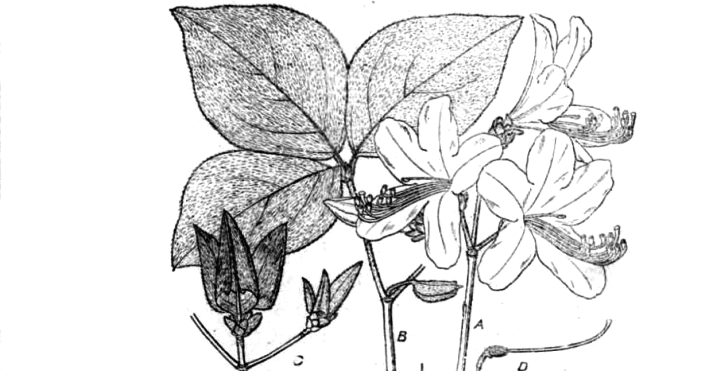 178．コバノミツバツツジの命名秘話｜sasayan