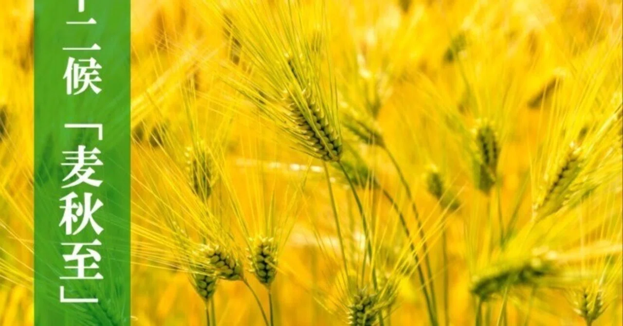 [Column] The Nutritional Value of 'Boshu' (Wheat Harvest) Unveiled by ...