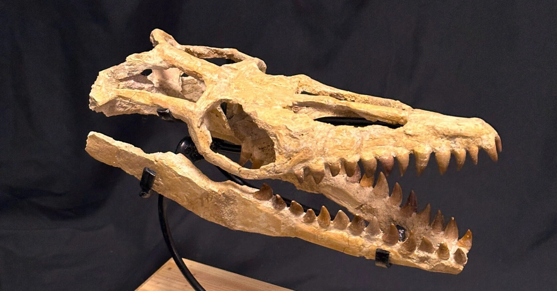 In-Stock☆Mosasaurus Skull Fossil☆Rare Compact Size☆Marine