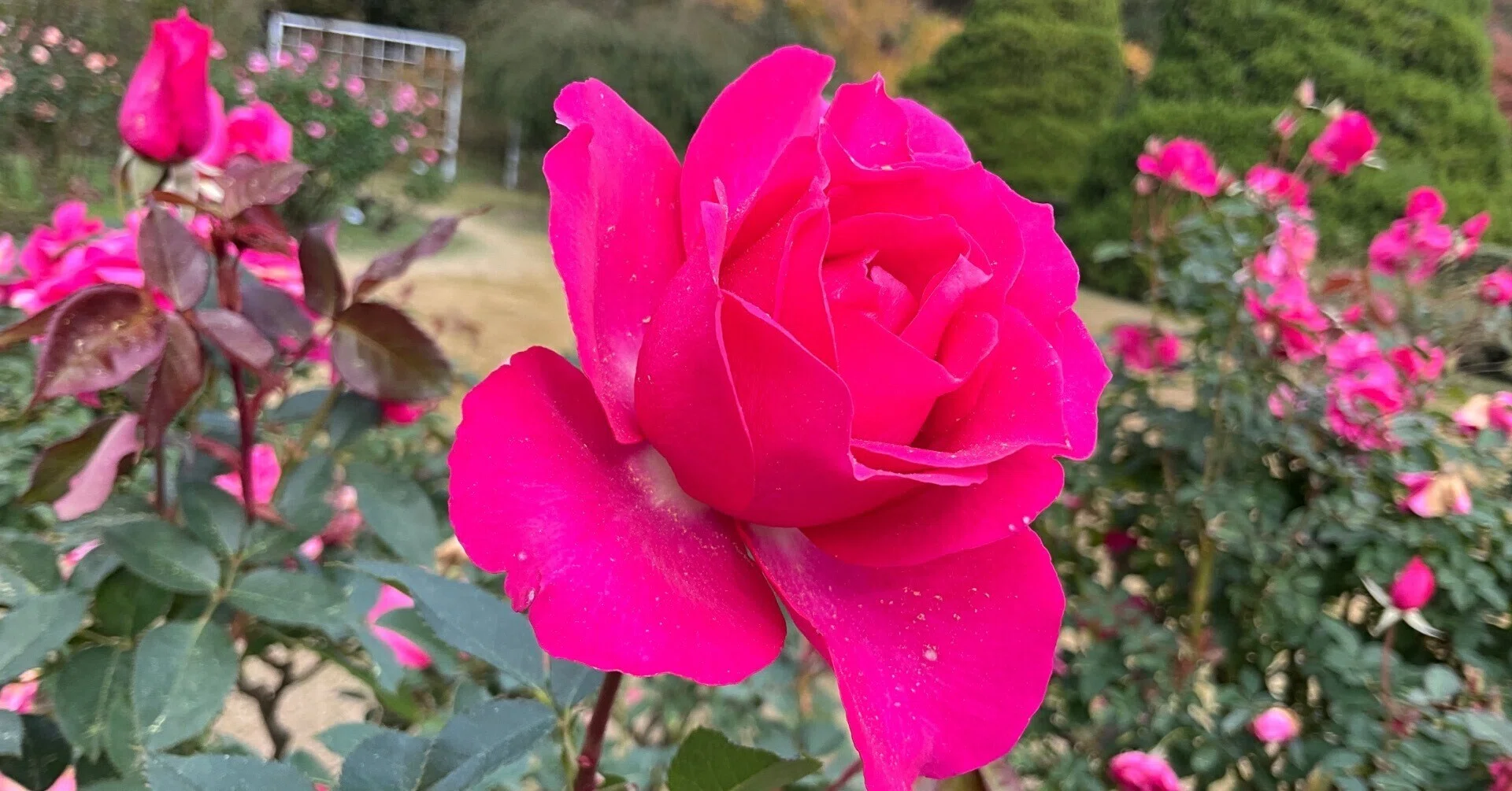 11月28日のうららなど（京都府立植物園ばら園）：2025年11月28日（金