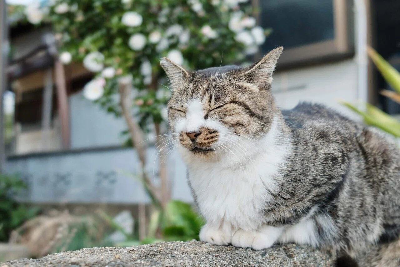 相島の猫が届けてくれた、心ほぐれる癒しの輪｜Kako｜日常を旅する写真家