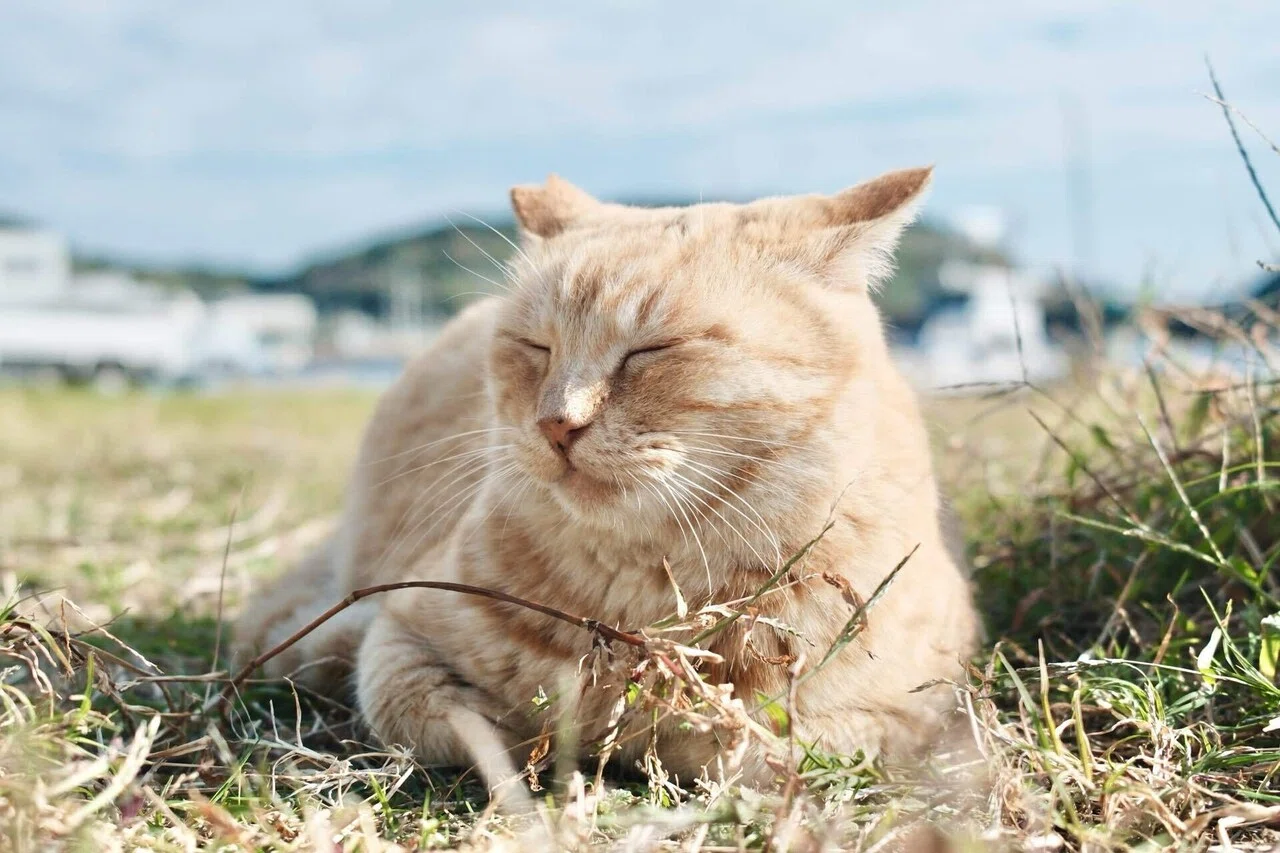 相島の猫が届けてくれた、心ほぐれる癒しの輪｜Kako｜日常を旅する写真家