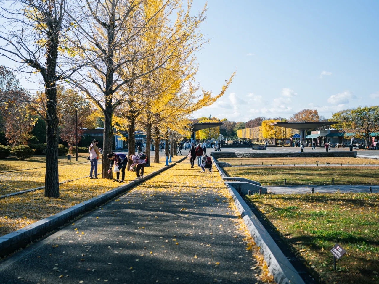 Zfと歩く昭和記念公園のイチョウ並木｜いぬっさん｜kazuho